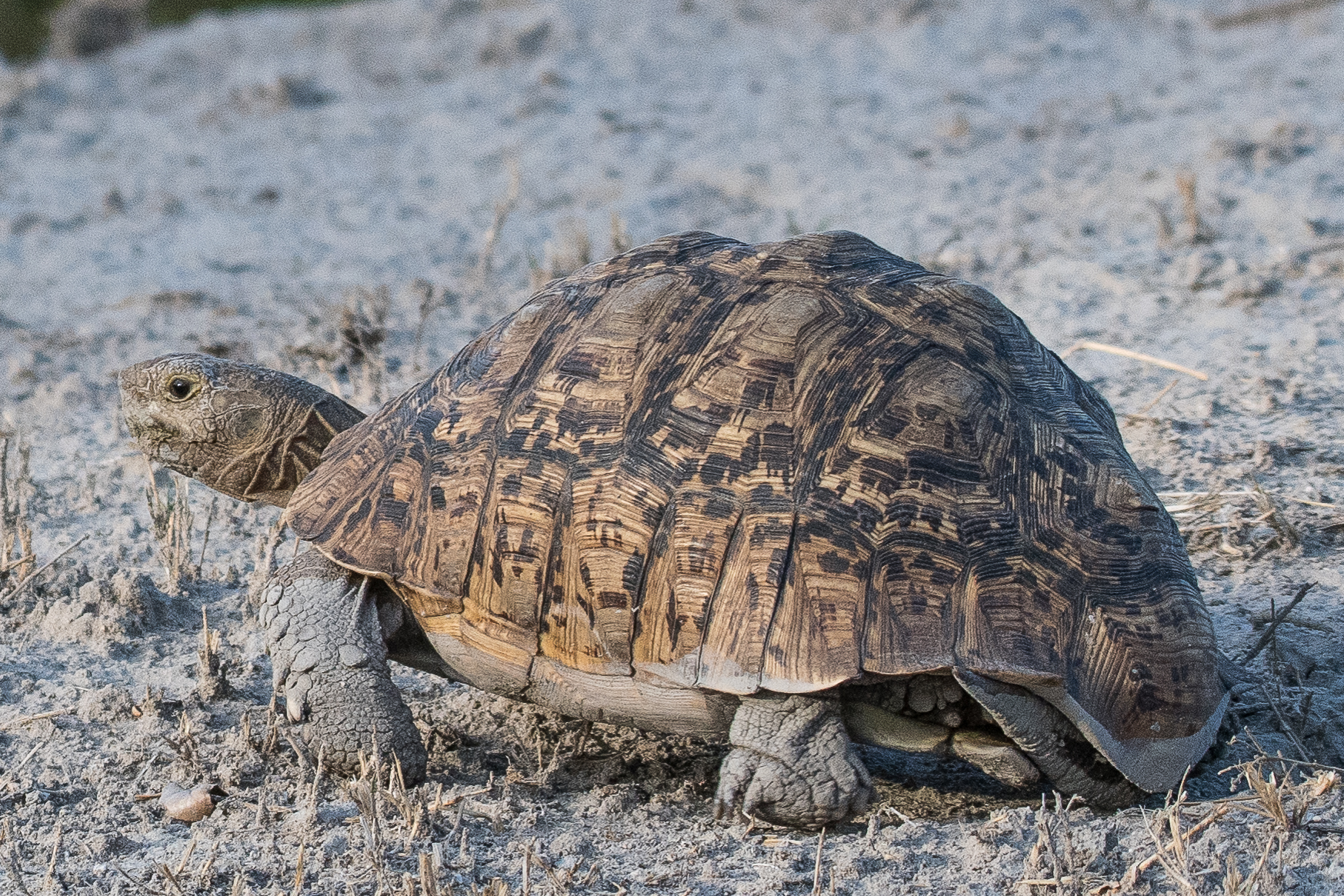 Tortue léopard (Leopard tortoise, Stigmochelys pardalis), Réserve de Kwando, Delta de l'Okavango, Botswana.